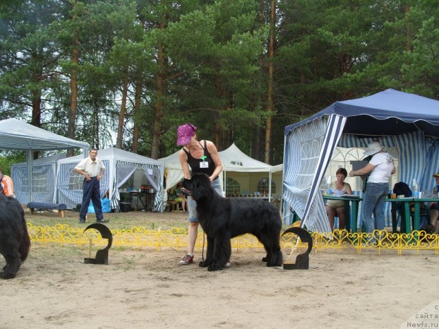 Фото: ньюфаундленд Супер Премиум Глюкоза (Super Premium Glukoza)