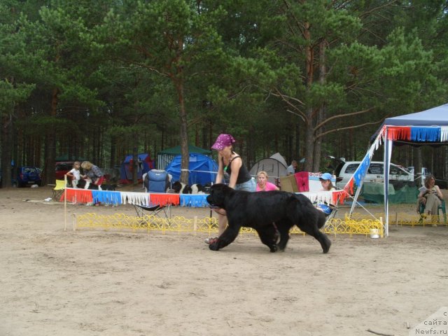 Фото: ньюфаундленд Супер Премиум Глюкоза (Super Premium Glukoza)