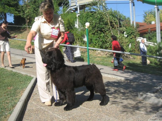 Фото: ньюфаундленд Радосвет с Берега Дона (Radosvet s Berega Dona)