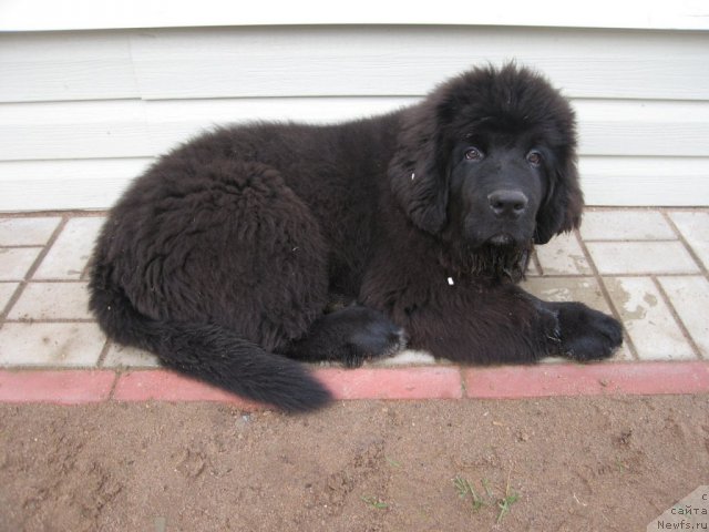 Фото: ньюфаундленд Питерньюф Чупа-Чупс