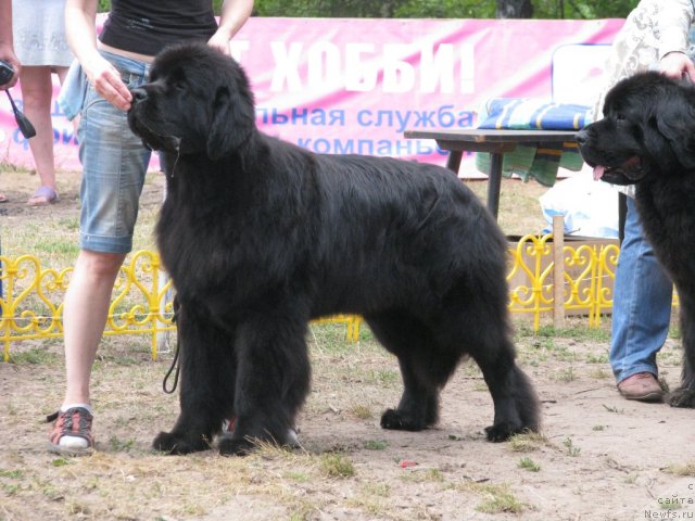 Фото: ньюфаундленд Супер Премиум Глюкоза (Super Premium Glukoza)