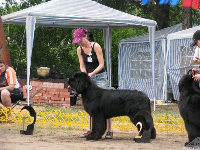 Фото: ньюфаундленд Супер Премиум Глюкоза (Super Premium Glukoza)