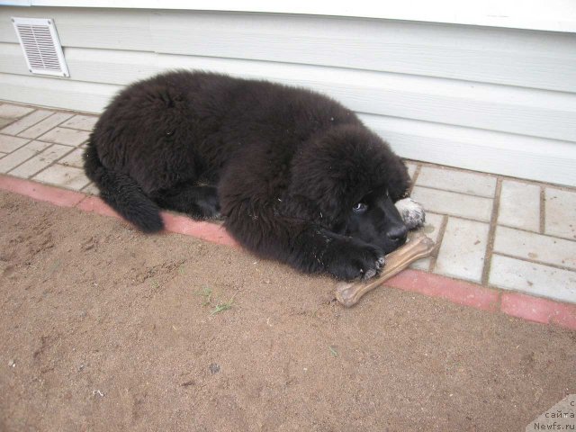 Фото: ньюфаундленд Питерньюф Чупа-Чупс