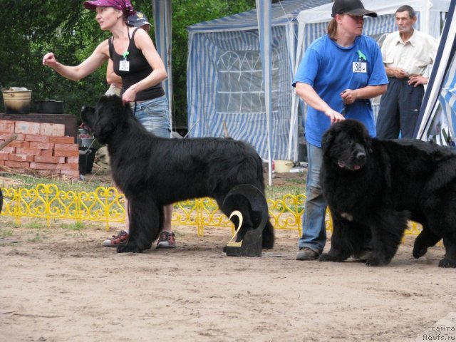 Фото: ньюфаундленд Супер Премиум Глюкоза (Super Premium Glukoza)