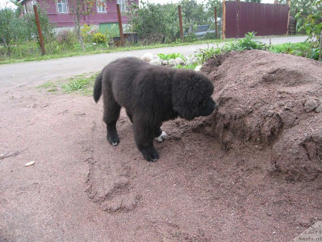 Фото: ньюфаундленд Питерньюф Чупа-Чупс