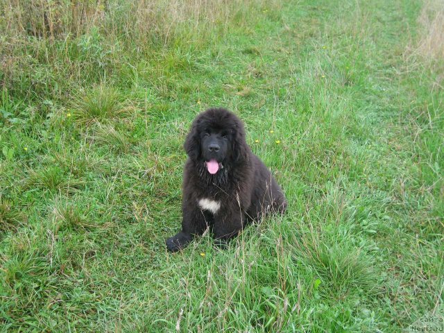 Фото: ньюфаундленд Питерньюф Чупа-Чупс