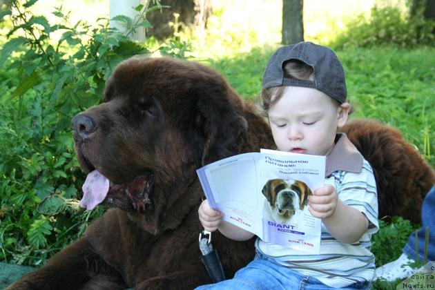 Фото: ньюфаундленд Смигар Арбат