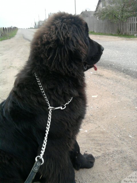 Фото: ньюфаундленд Ариадна Адалия