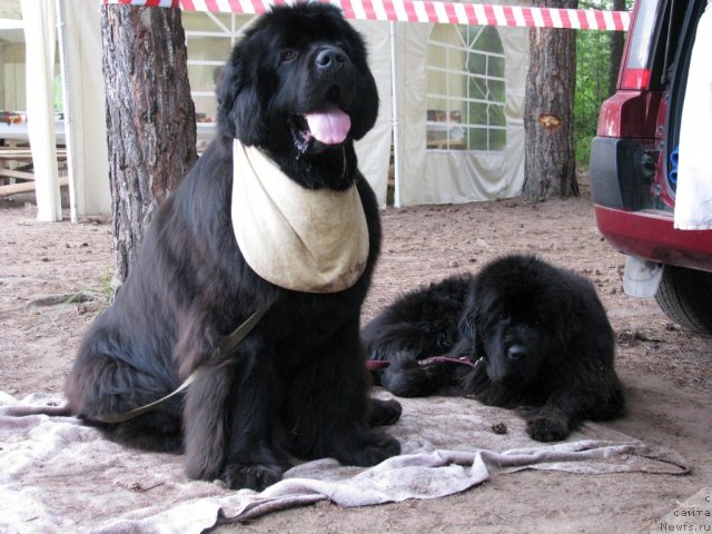 Фото: ньюфаундленд Иван Царевич из Тихого Омута (Ivan Tsarevich iz Tihogo Omuta), ньюфаундленд Супер Премиум Глюкоза (Super Premium Glukoza)