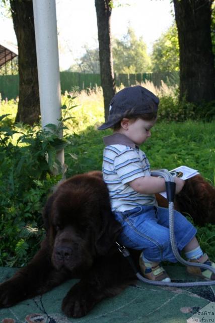 Фото: ньюфаундленд Смигар Арбат