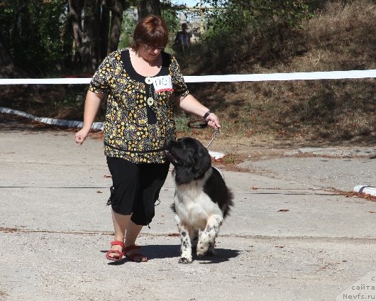 Фото: ньюфаундленд Зарянка Морской Медведь (Zaryanika Morskoy Medved), Татьяна Чуркина