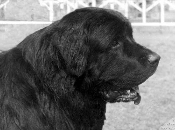 Фото: ньюфаундленд Юхан Агли