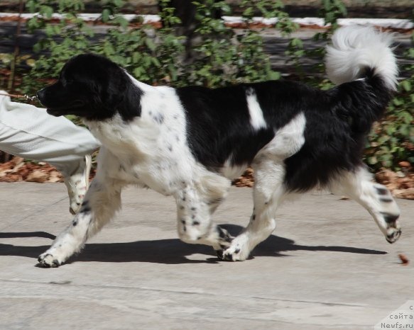 Фотография № 49622