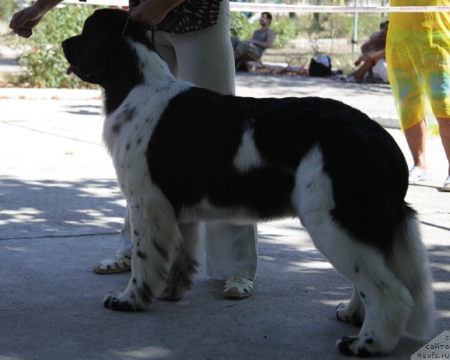 Фото: ньюфаундленд Питерньюф Продижи (Piternyuf Prodigy), Ксения Семикова