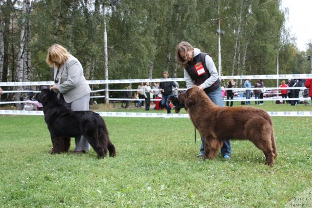 Фото: ньюфаундленд Сент Джонс Сабина Мистикал (Sent Djons Sabina Mistical), ньюфаундленд Черный Шарм Ангельская Красота (Chernyi Sharm Angel'skaya Krasota)