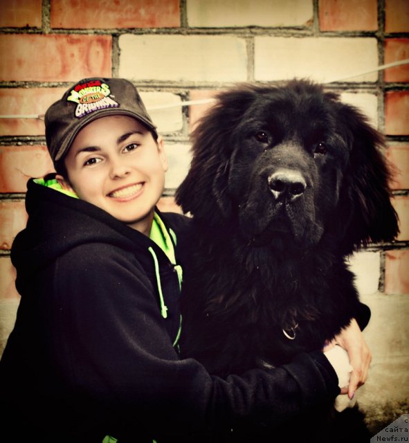 Фото: ньюфаундленд Ахрем Вялiкi Мядзведзь, Валерия Кривова