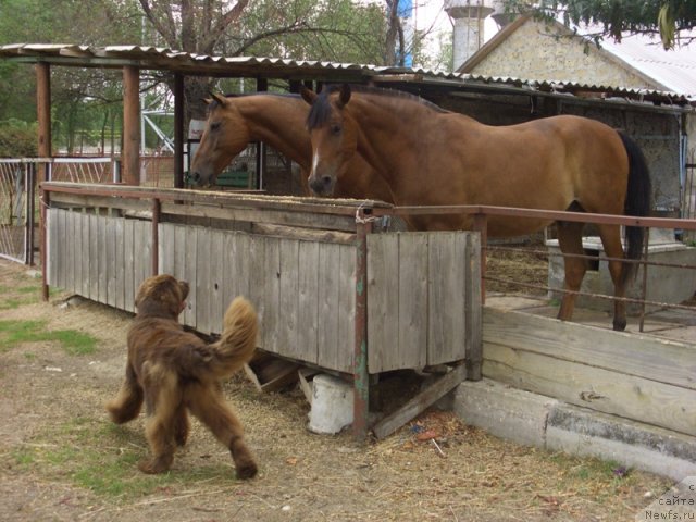 Фото: ньюфаундленд Бархатка Роскошная