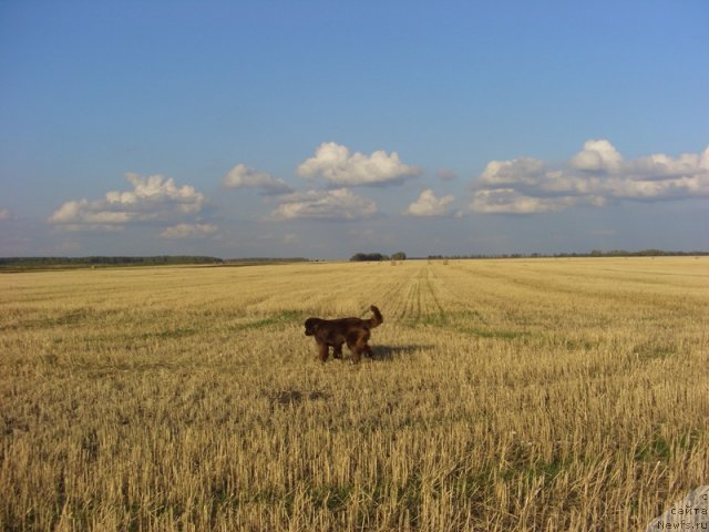 Фото: ньюфаундленд Бархатка Роскошная