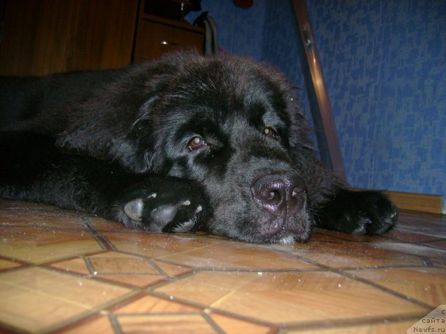 Фото: ньюфаундленд Лесли-Сиа Фловер (Leslley-Sia Flover)