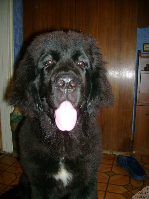 Фото: ньюфаундленд Лесли-Сиа Фловер (Leslley-Sia Flover)