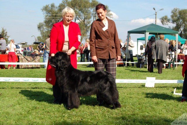 Фото: ньюфаундленд Perfect Jewel Nuo Ozo Kalvu