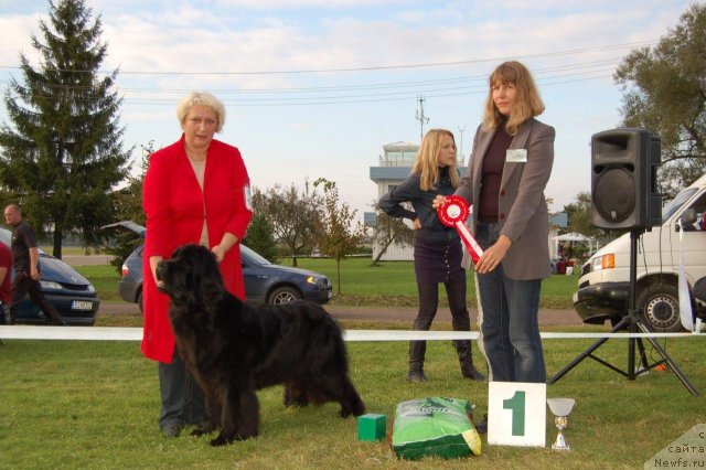 Фото: ньюфаундленд Perfect Jewel Nuo Ozo Kalvu