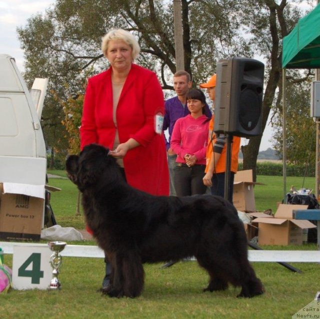 Фото: ньюфаундленд Perfect Jewel Nuo Ozo Kalvu