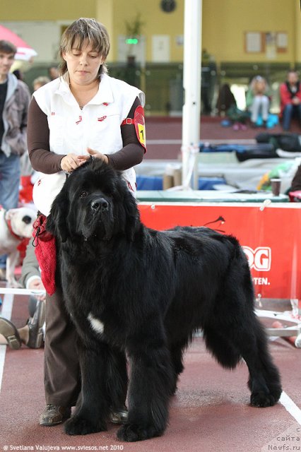 Фото: ньюфаундленд Bowaters Time Traveler