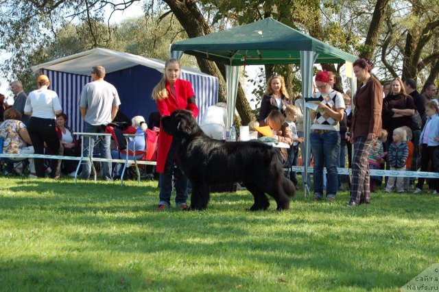 Фото: ньюфаундленд Bowaters Time Traveler