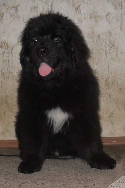 Фото: ньюфаундленд Изумруд Моей Души