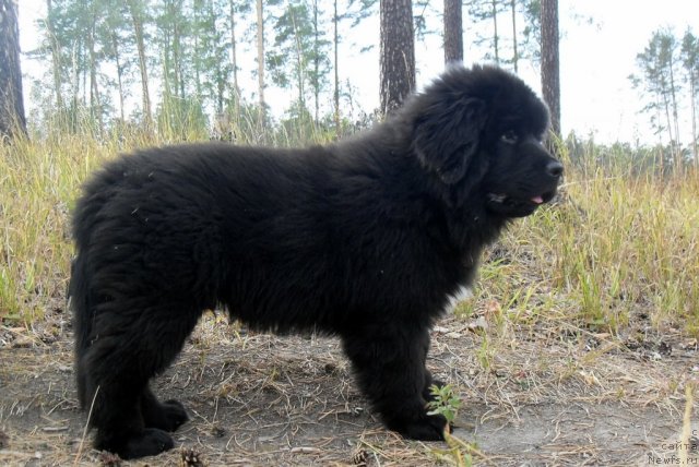 Фото: ньюфаундленд Изумруд Моей Души