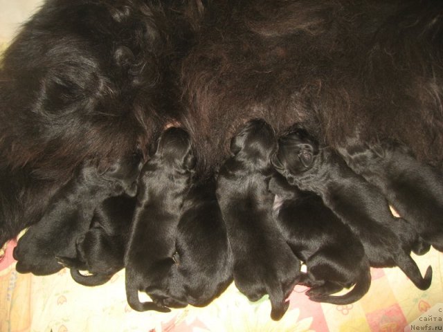 Фотография № 49687