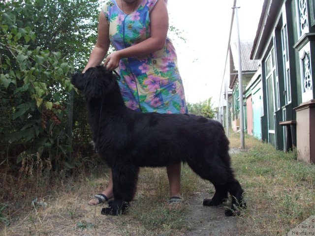 Фото: ньюфаундленд Супер Премиум Жани Моник