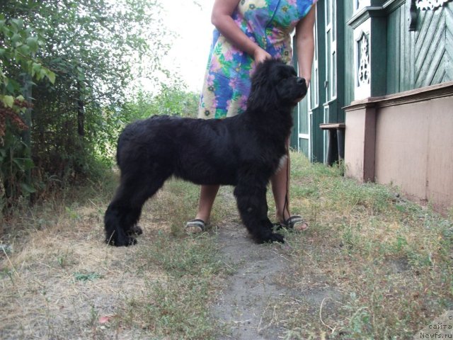 Фото: ньюфаундленд Супер Премиум Жани Моник