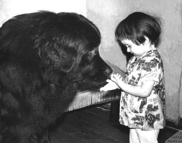 Фото: ньюфаундленд Микки Аскри