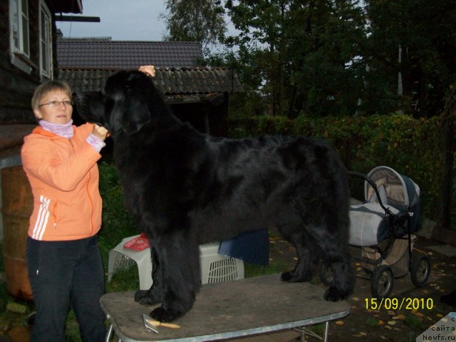 Фото: ньюфаундленд Глория Гранд Блек, Елена Кузьмина