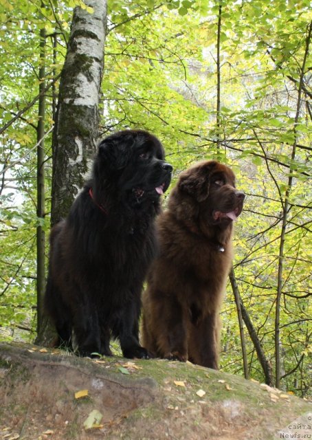 Фото: ньюфаундленд Чанси из Золотого Треугольника, ньюфаундленд Черный Шарм Ангельская Красота (Chernyi Sharm Angel'skaya Krasota)