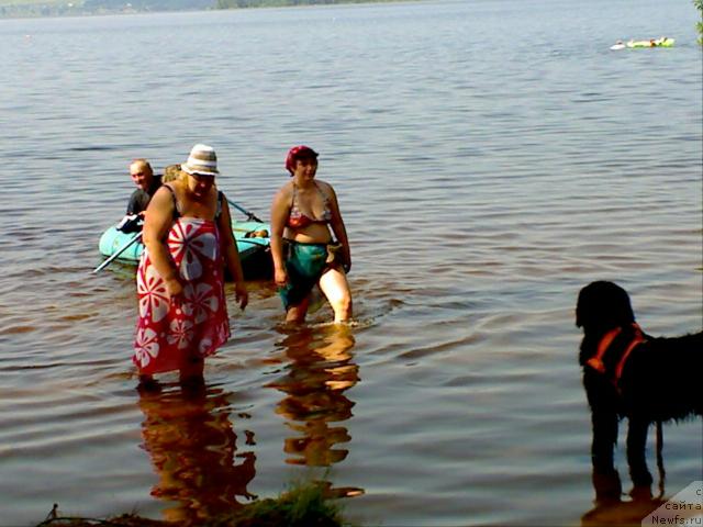 Фото: ньюфаундленд Атлант Бэст, Варвара Рыбалова