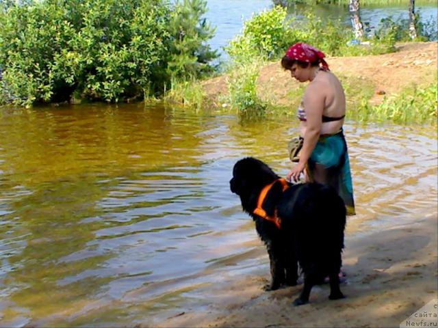 Фото: ньюфаундленд Атлант Бэст, Варвара Рыбалова