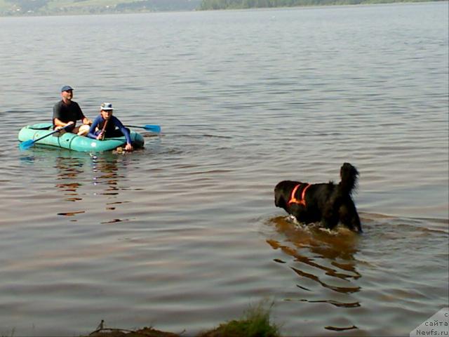 Фото: ньюфаундленд Атлант Бэст