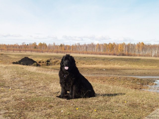 Фото: ньюфаундленд Ярада из Сибирской Глубинки (Yarada iz Sibirskoy Glubinki)