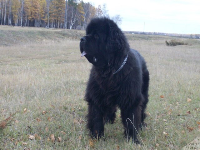 Фото: ньюфаундленд Карат из Медвежьего Яра (Karat iz Medvejyego Yara)