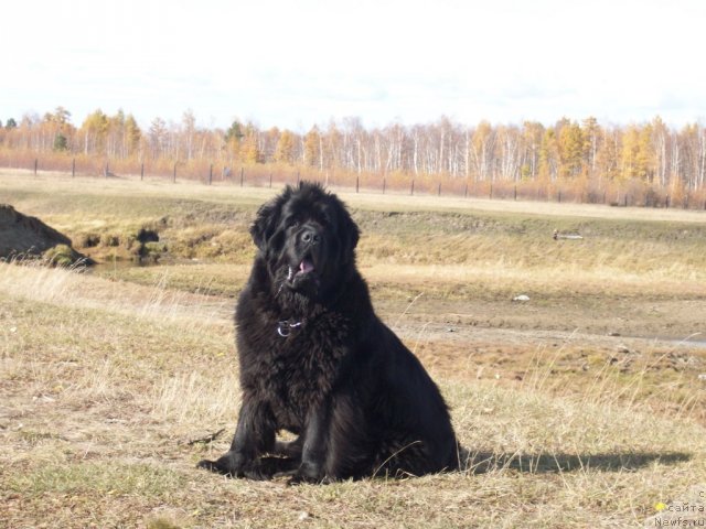 Фото: ньюфаундленд Ярада из Сибирской Глубинки (Yarada iz Sibirskoy Glubinki)
