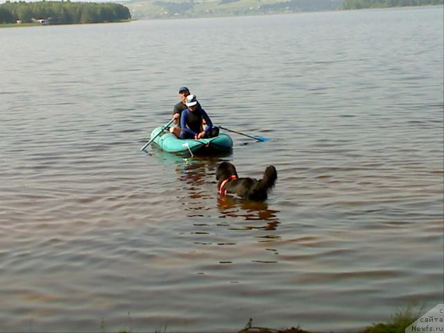 Фото: ньюфаундленд Атлант Бэст