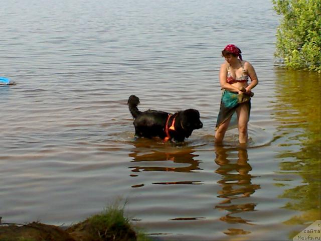 Фото: ньюфаундленд Атлант Бэст, Варвара Рыбалова