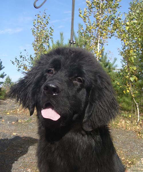 Фото: ньюфаундленд Супер Бизон До Ре Ми