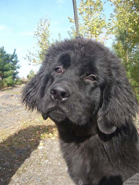 Фото: ньюфаундленд Супер Бизон До Ре Ми