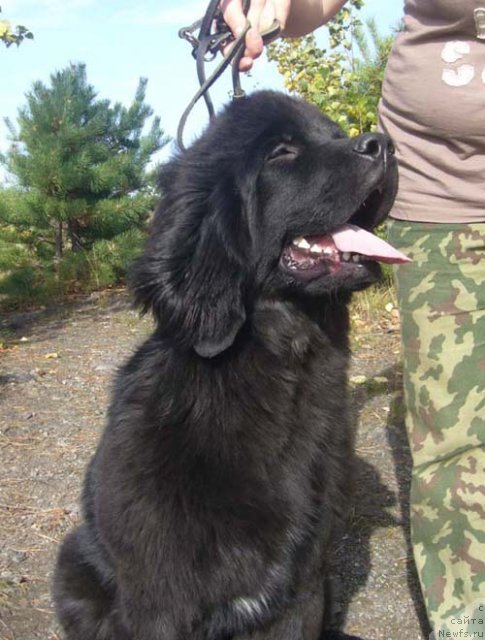 Фото: ньюфаундленд Супер Бизон До Ре Ми