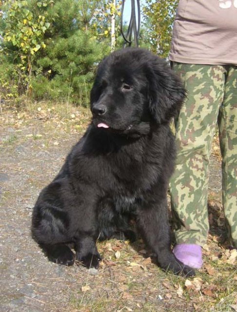 Фото: ньюфаундленд Супер Бизон До Ре Ми