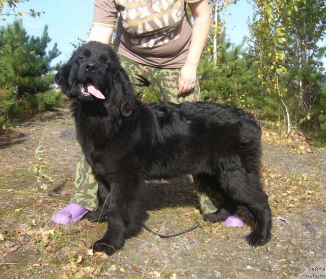 Фото: ньюфаундленд Супер Бизон До Ре Ми